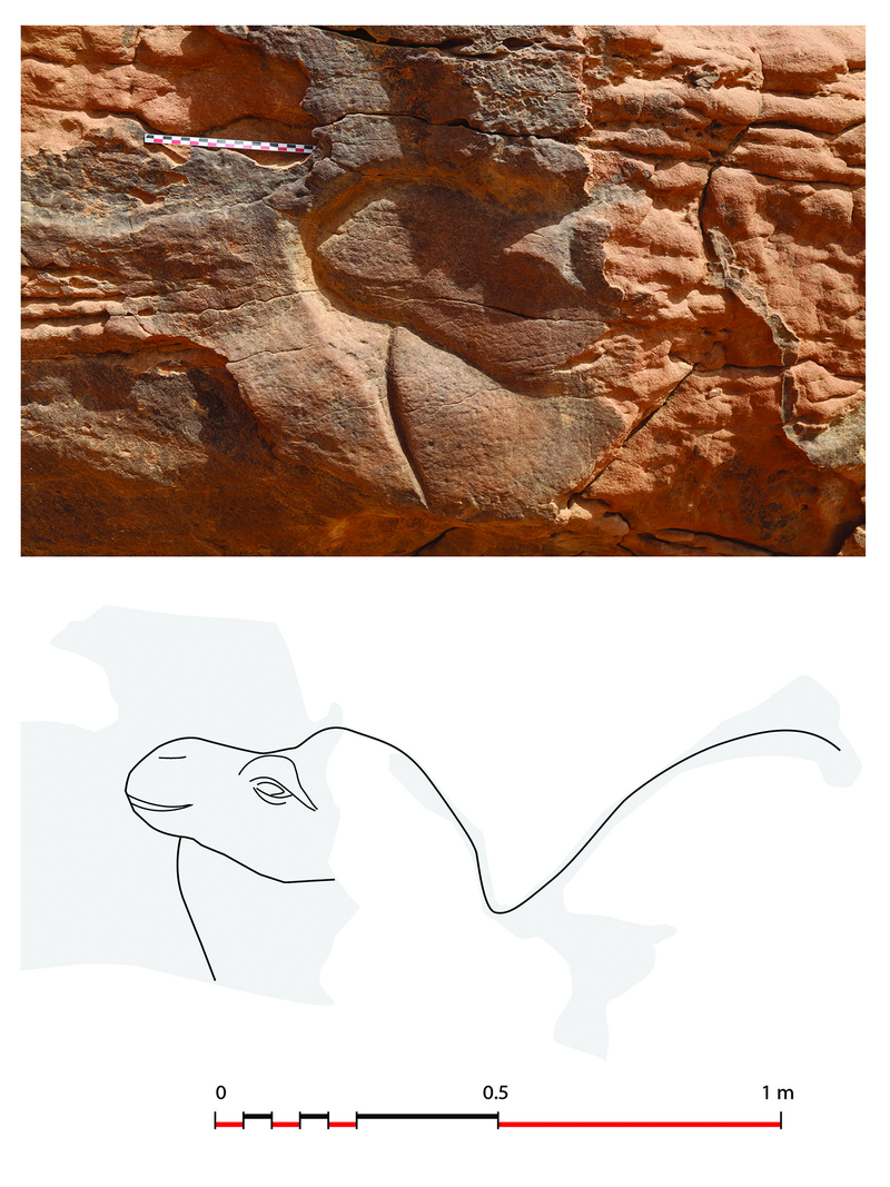 Camel head number 8. (Image: G. Charloux et al., 2018)